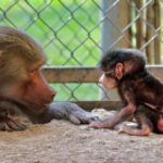 En 2025, suman ya 61 nacimientos en el zoológico de Morelia